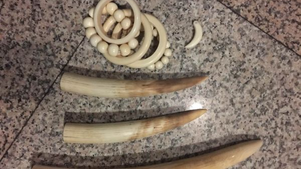 在行李中藏象牙要機(jī)場安檢時被查出